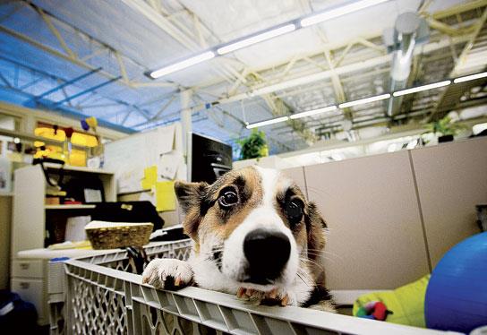 Google公司允许员工将自己的宠物狗带到办公室